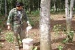 Sản lượng cao su toàn cầu giảm do những người nông dân hạn chế khai thác